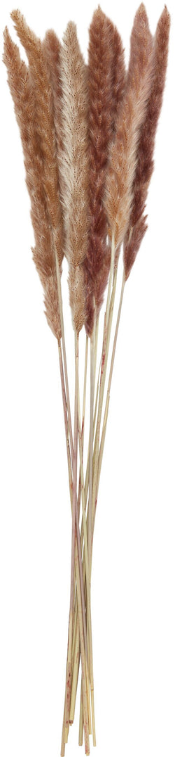 PAMPASGRAS Pianta secca - naturale / A: 65.0 cm