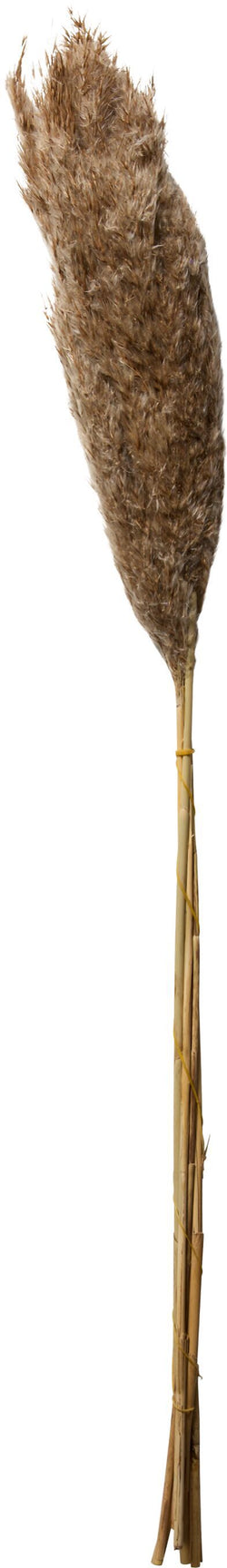PAMPAS braun 100cm - Braun / H: 100.0 cm